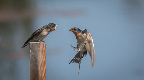 Low angle view of birds flying against sky