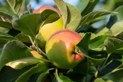 Close-up of apples on plant