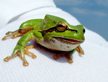 Close-up of frog on leaf