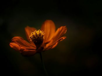 Close-up of orange flower blooming against black background