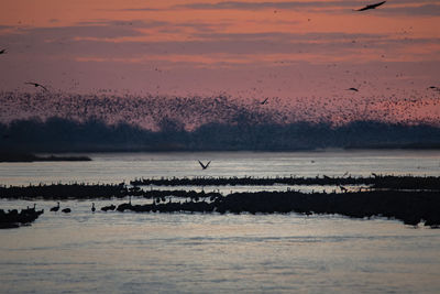 Birds in sea against sunset sky