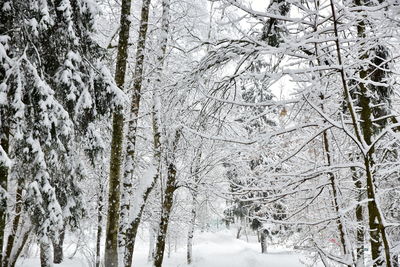 Snow covered trees in forest