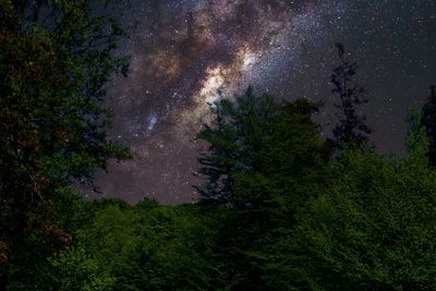 High angle view of trees in forest