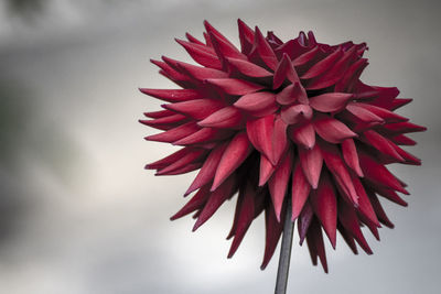 Close-up of red flower over white background