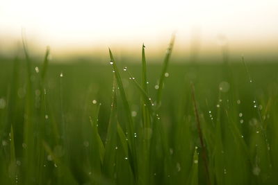 Close-up of wet grass during rainy season