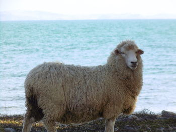 Sheep standing in the sea