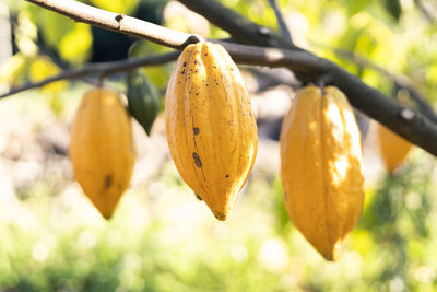 Close-up of orange fruit