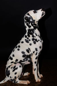 Close-up of dog standing against black background