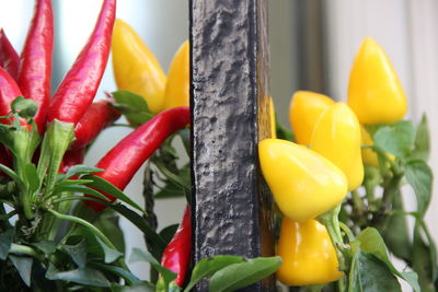 Close-up of multi colored vegetables
