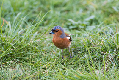 A close up detail photography of male common chaffinch bird at isle of skye in the spring