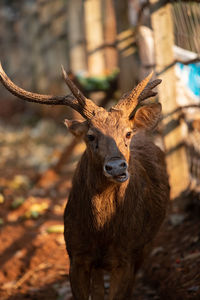 Portrait of deer