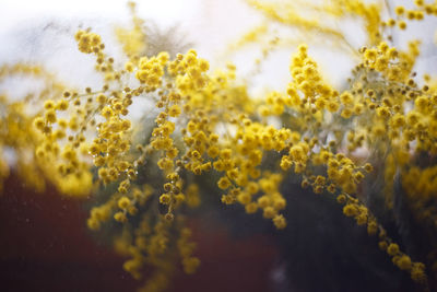 Close-up of yellow flowering plants