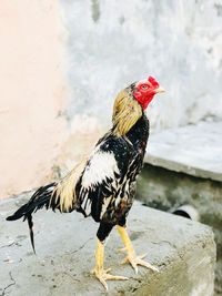 Close-up of rooster