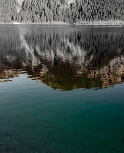 Reflection of trees in lake