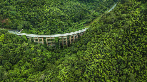 High angle view of plants and trees in forest