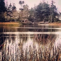 Reflection of trees in lake