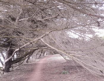 Road amidst bare trees during winter
