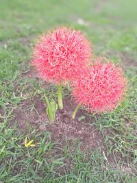 Close-up of pink flowers growing in field