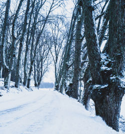 Trees on snow covered landscape