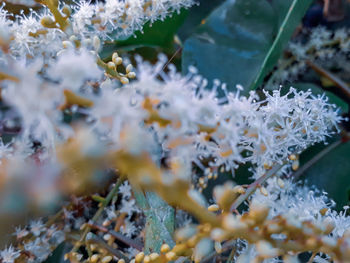 Close-up of flowering plant leaves during winter