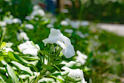 Close-up of white flower blooming outdoors