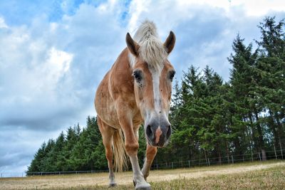 Horse standing in a field