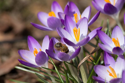 Close-up of purple crocus flowers