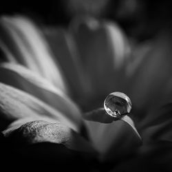 Close-up of water drop on plant