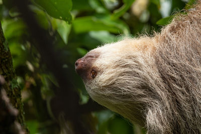 Sloth close-up