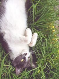 High angle view of cat relaxing on grass