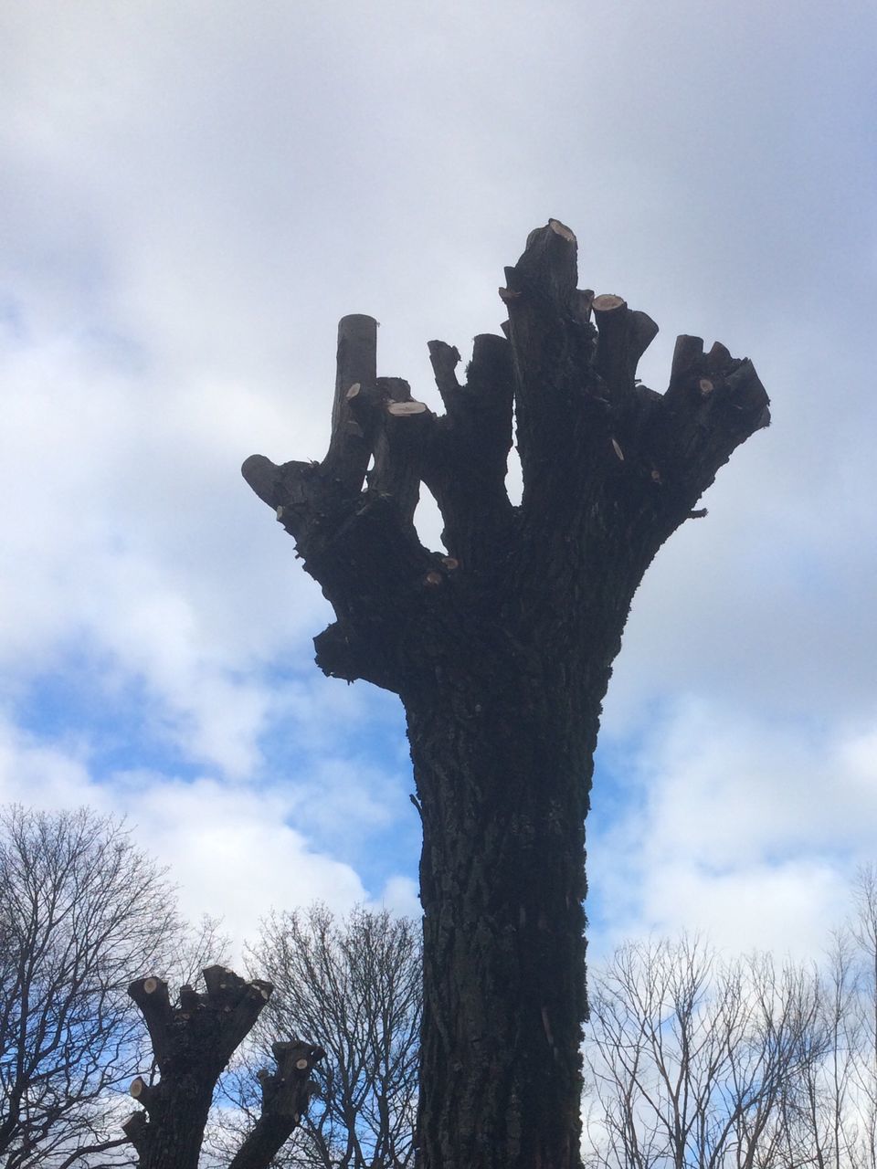 low angle view, sky, tree, bare tree, cloud - sky, branch, silhouette, nature, cloud, outdoors, cloudy, day, no people, tranquility, art and craft, tree trunk, the end, weather, high section, art