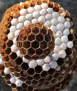 Close-up bees at work 