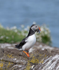 Close-up of bird perching on rock