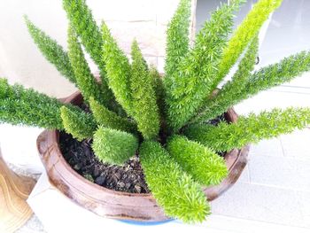 High angle view of succulent plant