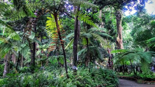 Trees in forest