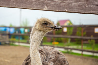 Close-up of a bird against blurred background