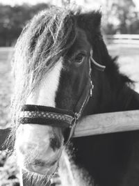 Portrait of horse in ranch