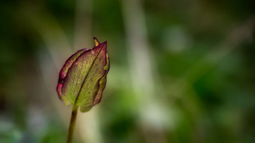 Close-up of flower bud growing outdoors