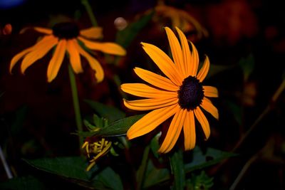 Close-up of yellow daisy blooming outdoors