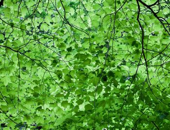 Full frame shot of fresh green plants