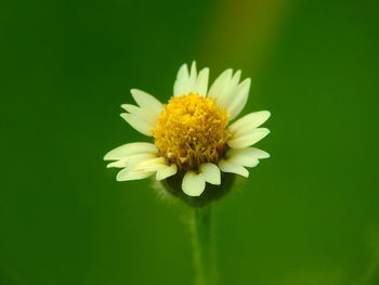 Close-up of white daisy flower