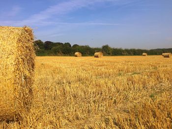 Scenic view of field against clear sky