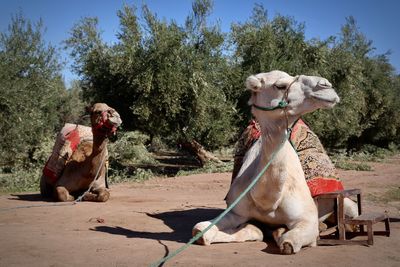 Camels sitting on sand against trees