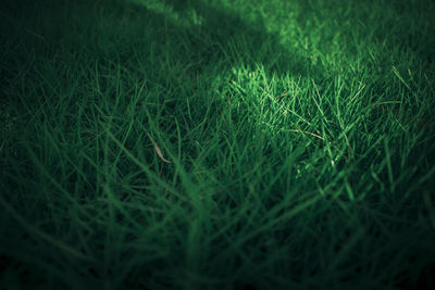 Full frame shot of grass