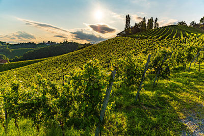 Scenic view of vineyard against sky