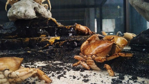 Close-up of crab on barbecue grill