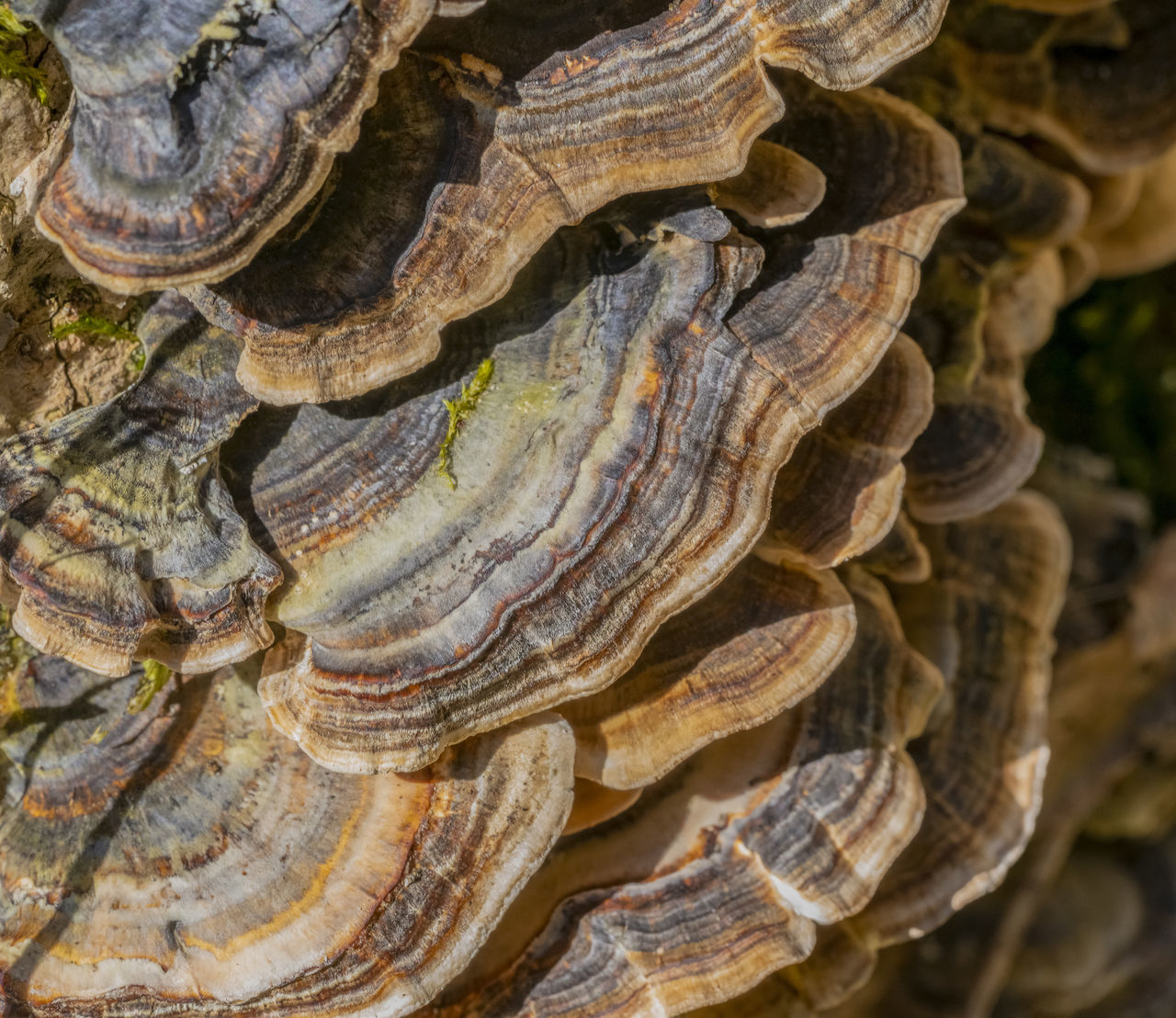 FULL FRAME SHOT OF SHELLS WITH TREE