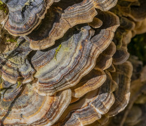 Full frame shot of shells