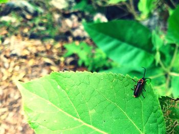 Close-up of insect on plant