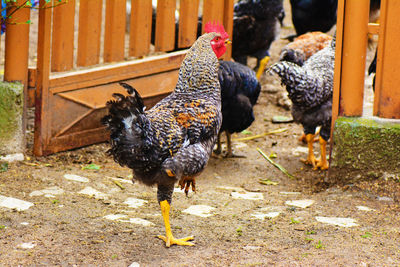 Full length of a rooster on land